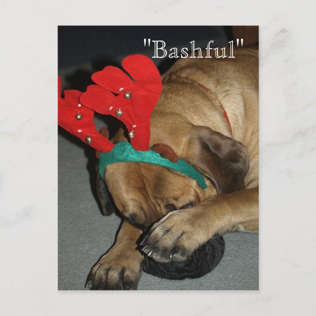 Cartão Postal Cachorro Mastiff Inglês Bashful Com Rêrenas Antler (Frente)