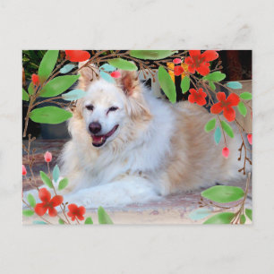 Cartão Postal Cachorro Mistura de Collie Dourado e Branco com Fl