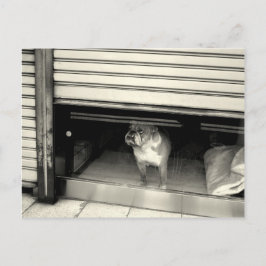 Cartão Postal Cachorro na janela