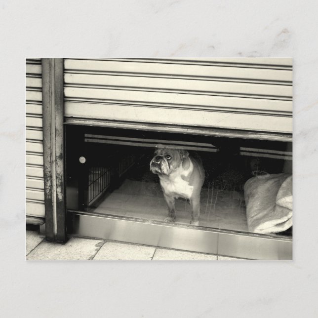 Cartão Postal Cachorro na janela (Frente)