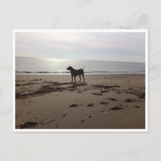 Cartão Postal Cachorro na praia