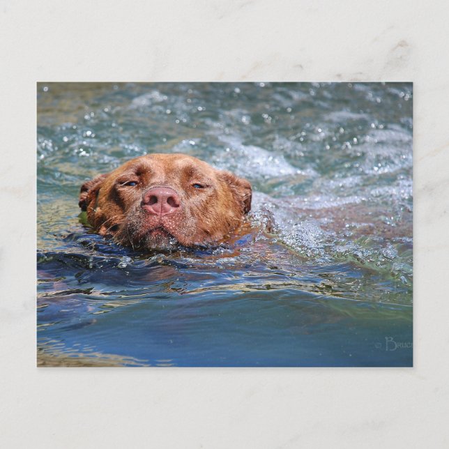 Cartão Postal Cachorro Natação (Frente)