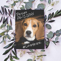 Cachorro Negro Simples Elegante Chic