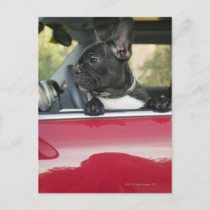 Cartão Postal Cachorro no carro