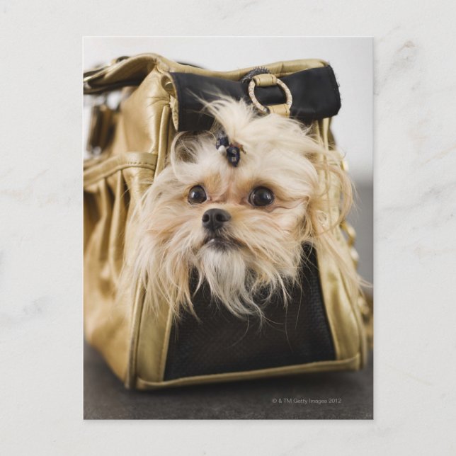 Cartão Postal Cachorro numa bolsa (Frente)