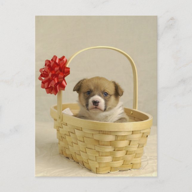 Cartão Postal Cachorro numa cesta (Frente)