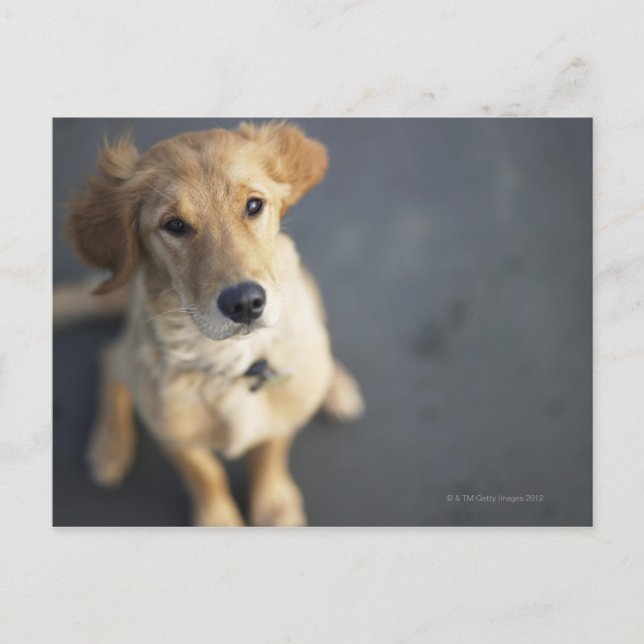Cartão Postal Cachorro olhando (Frente)