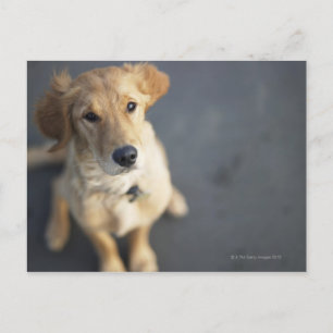 Cartão Postal Cachorro olhando