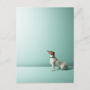Cartão Postal cachorro olhando para cima no espaço