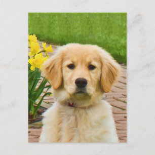 Cartão Postal Cachorro-ouro, Cartão-postal amarelo Daffodils
