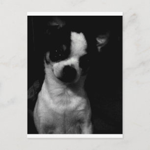 Cartão Postal Cachorro Pequeno Chihuahua