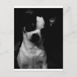 Cartão Postal Cachorro Pequeno Chihuahua