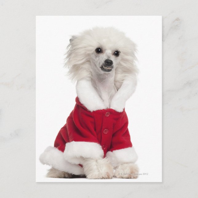 Cartão Postal Cachorro Pinto Chinês (1 ano de idade) vestindo um (Frente)