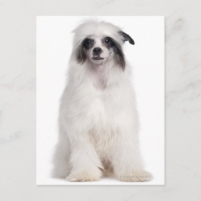 Cartão Postal Cachorro Pinto Chinês (7 meses de idade) (Frente)