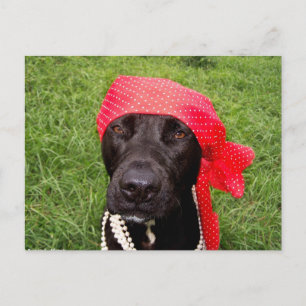 Cartão Postal Cachorro pirata, laboratório negro, grama verde-co