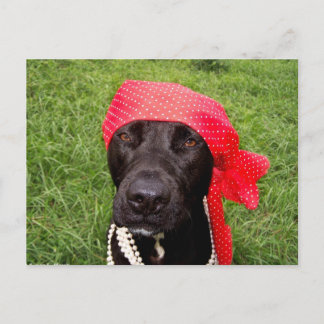 Cartão Postal Cachorro pirata, laboratório negro, grama verde-co