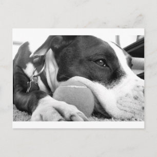 Cartão Postal cachorro pitbull fofo e triste, preto e branco com