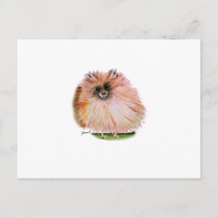 Cartão Postal cachorro pomerânia, tony fernandes