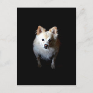 Cartão Postal Cachorro Pomerano no Escuro