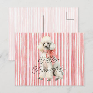 Cartão Postal Cachorro Poodle Branco Olá Bonito