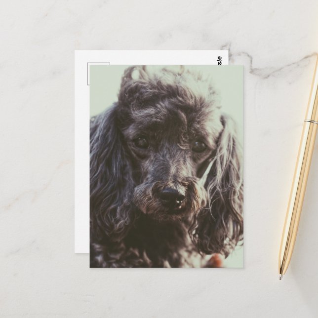 Cartão Postal Cachorro Poodle Fofinho Rosto Olhos  (Frente/Verso In Situ)