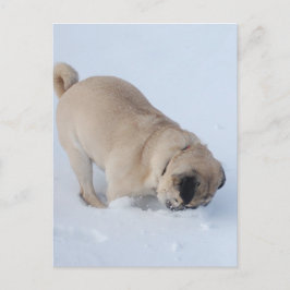 Cartão Postal Cachorro Pug Brincando na Neve de Inverno
