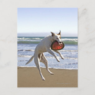 Cartão Postal Cachorro pulando para pegar uma abelha na praia
