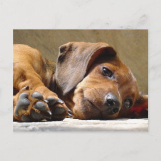 Cartão Postal Cachorro que te perdeu