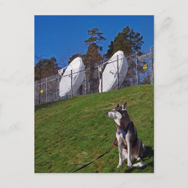 Cartão Postal Cachorro rastreador (Frente)