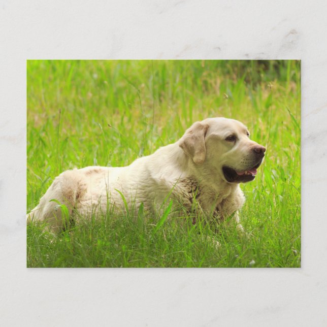 Cartão Postal Cachorro-Retriever White Labrador (Frente)