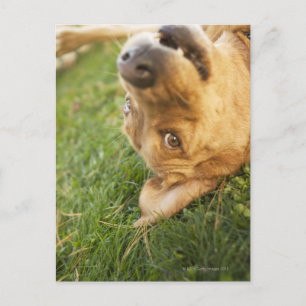 Cartão Postal Cachorro rolando de costas