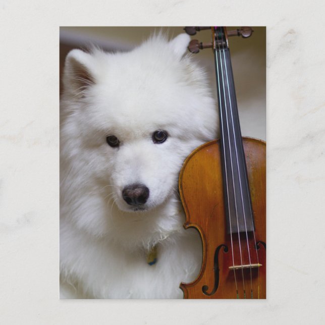Cartão Postal Cachorro Samoyed com Cartão-Postal Violino (Frente)