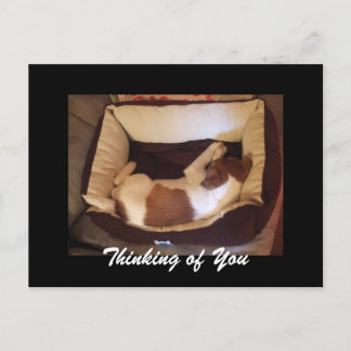 Cartão Postal Cachorro Sonolento - Pensando em você