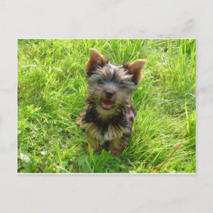 Cartão Postal Cachorro Terrier Adorável