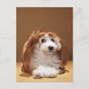 Cartão Postal Cachorro usando peruca de gengibre