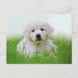 Cartão Postal Cachorro Verde Cachorro Cachorro Trapalhado Retrie