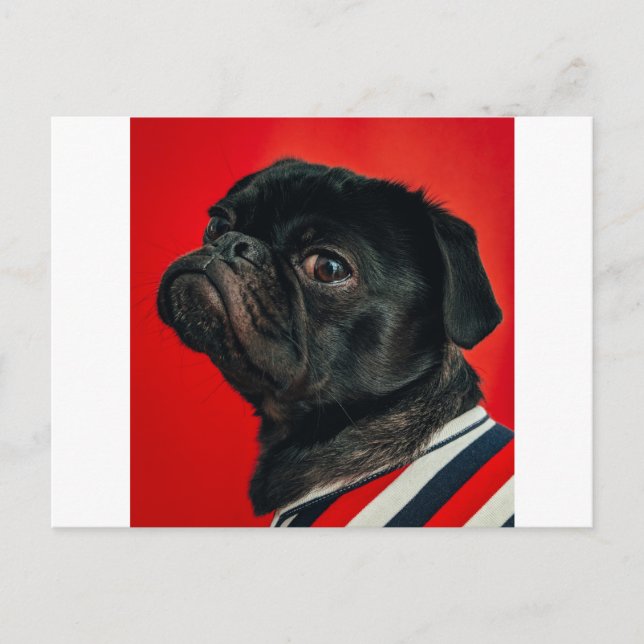 Cartão Postal cachorro vermelho (Frente)