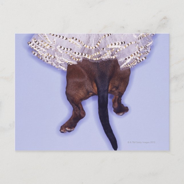 Cartão Postal Cachorro vestido (Frente)