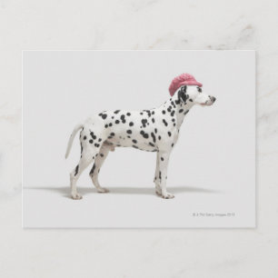 Cartão Postal Cachorro vestindo chapéu