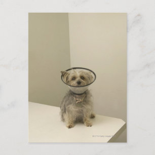 Cartão Postal Cachorro vestindo colar protetor