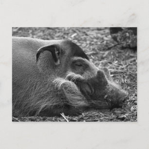Cartão Postal "Cachorro Vietnamita Dormindo"