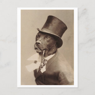 Cartão Postal Cachorro Vintage com Chapéu Superior e Foto Pipe
