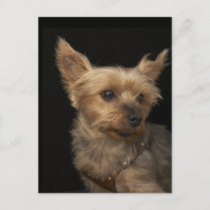 Cartão Postal Cachorro Yorkie de cabelo curto olhando para a dir