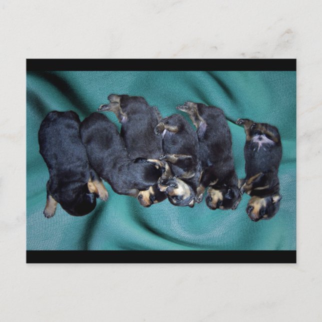 Cartão Postal cachorros-do-mar (Frente)