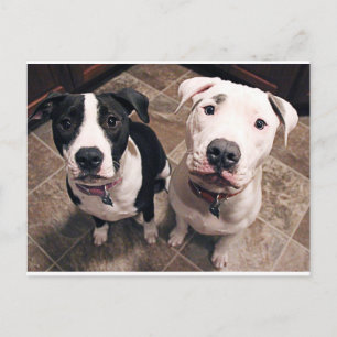 Cartão Postal cachorros-do-mato adoráveis