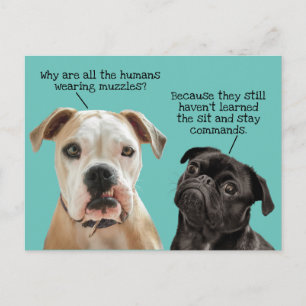 Cartão Postal Cachorros Engraçados Sentados/Permanentes Durante