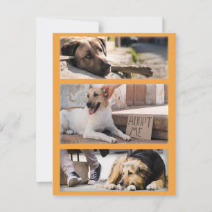 Cartão Postal Cachorros Estreitos Esperando por Adoção Pós-Cruza