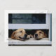 Cartão Postal Cachorros olhando uma janela (Frente/Verso)