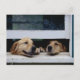 Cartão Postal Cachorros olhando uma janela (Frente)