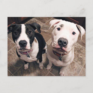 Cartão Postal cachorros pitbull adoráveis